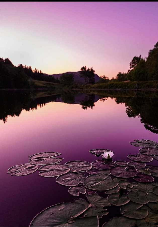 Acadia National Park Maine - Nigth -#Acadia U.S. National Park -  #Maine - East of the Mississippi River, off the Atlantic coast of Maine, lies Acadia National Park. It is home to a wide variety of plants and animals, in addition to #Cadillac #Mountain #hiking #trekking #outdoor #DIY #Beach #NPS #photo #love