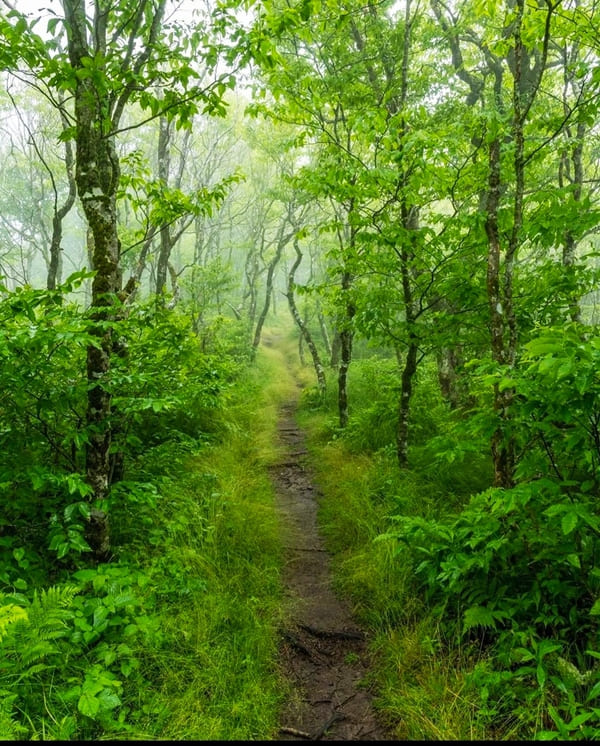 Blue Ridge Parkway 2021: Traversing the Appalachians - Forest