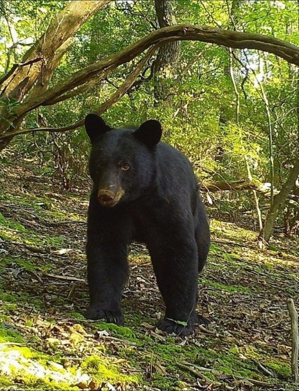 Blue Ridge Parkway 2021: Traversing the Appalachians