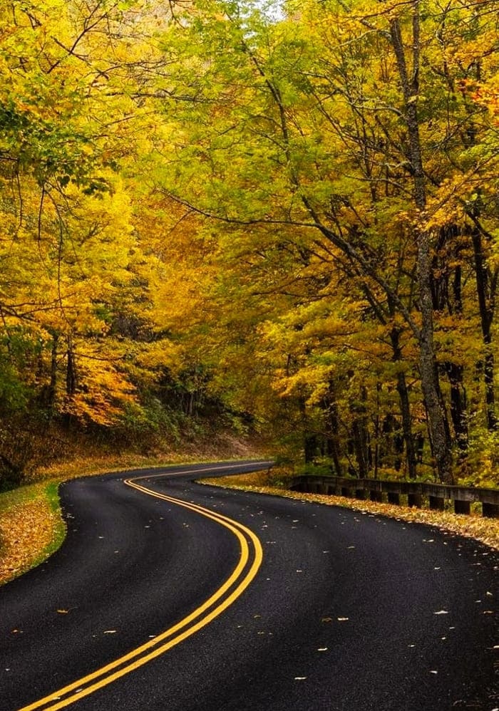 Fall Colors on Blue Ridge Parkway - Colorful leaves of trees