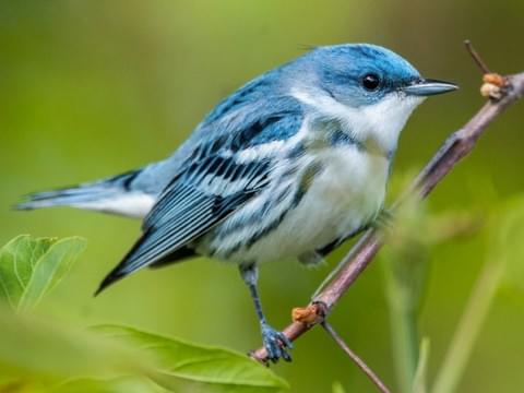 Cerulean Warbler -Shenandoah National Park Birds