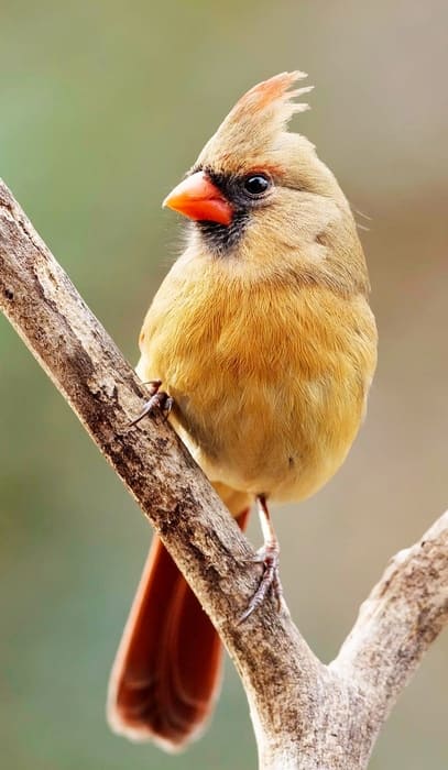 Shenandoah National Park Birds