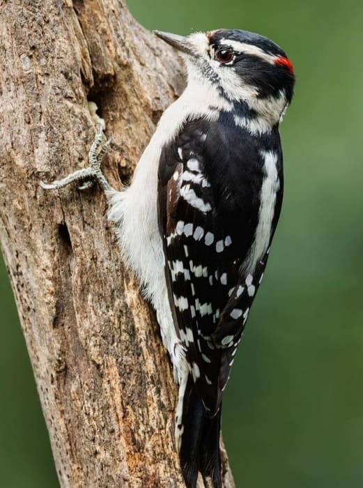Downy Woodpecker -Shenandoah National Park Birds