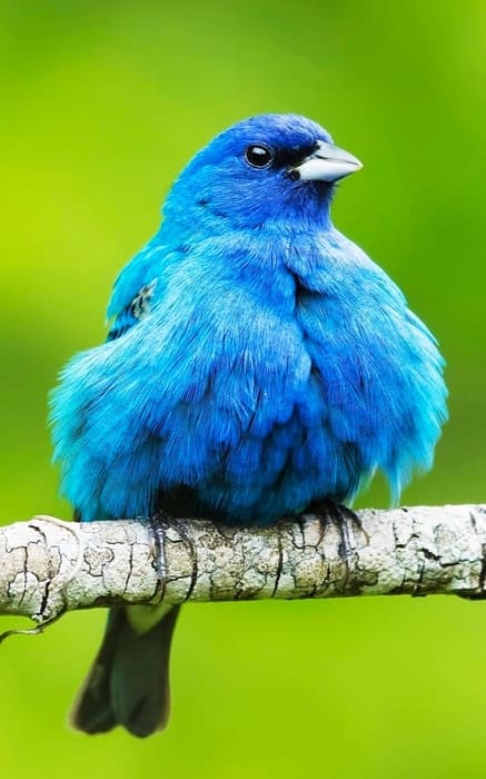 Shenandoah National Park Birds