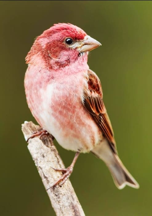 Shenandoah National Park Birds