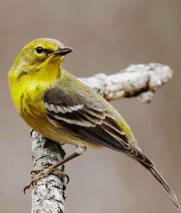 Shenandoah National Park Birds Pics - Travel & Enjoy