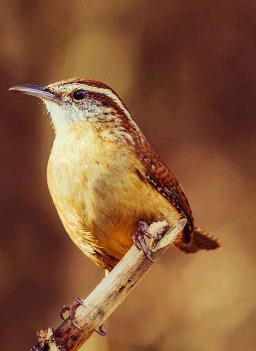 Shenandoah National Park Birds