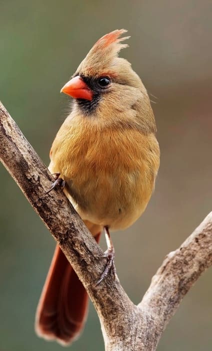 Shenandoah National Park Birds