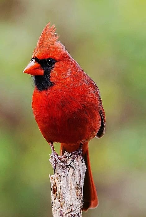 Shenandoah National Park Birds