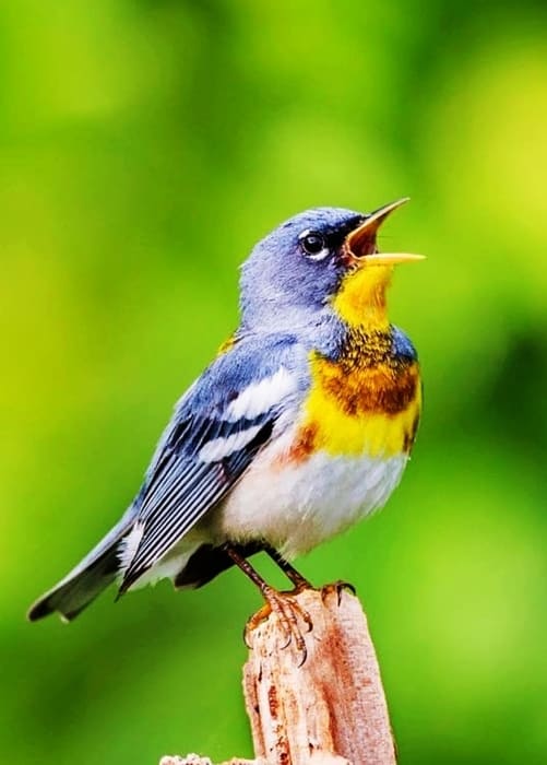 Shenandoah National Park Birds