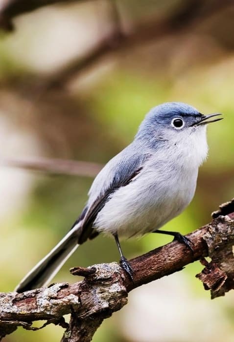 Shenandoah National Park Birds