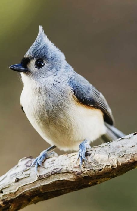 Shenandoah National Park Birds