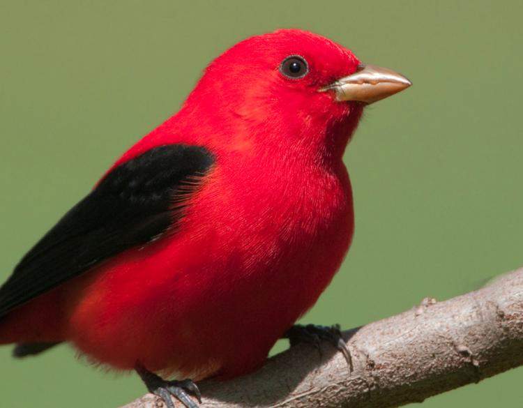 Scarlet Tanager -Shenandoah National Park Birds