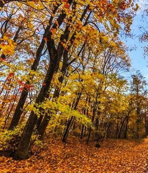 Fall Colors on Shenandoah National Park