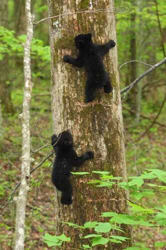 Great Smoky Mountains 2023 . The Best National Park