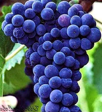 Red wine preparation process - Merlot Grape