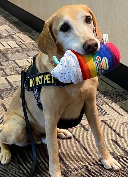 Eebbers, an 11-year-old explosive detection canine - TSA History